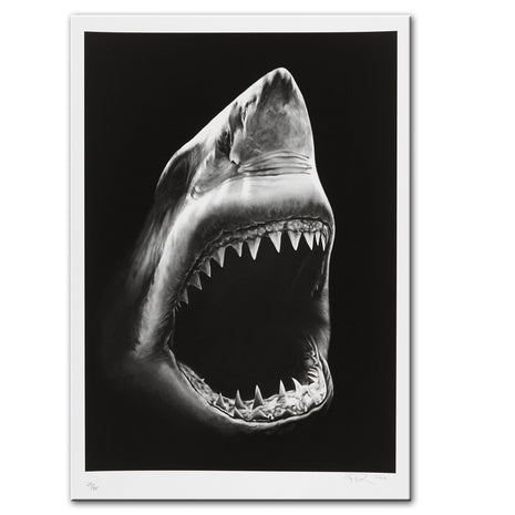 Shark - 60x90 cm