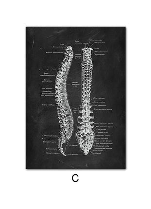 Human Anatomy 60 X 90 cm