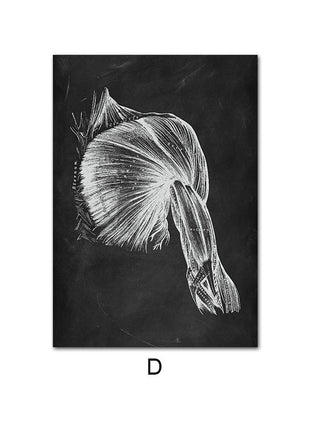 Human Anatomy 60 X 90 cm