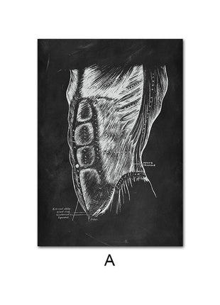 Human Anatomy 60 X 90 cm