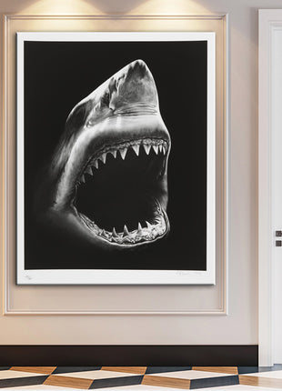 Shark - 60x90 cm