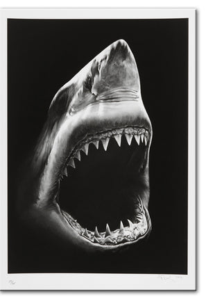 Shark - 60x90 cm
