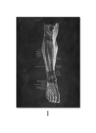 Human Anatomy 60 X 90 cm