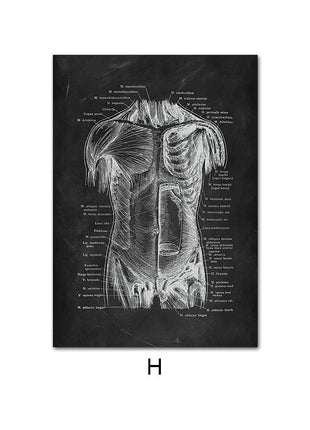 Human Anatomy 60 X 90 cm