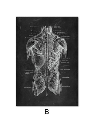 Human Anatomy 60 X 90 cm