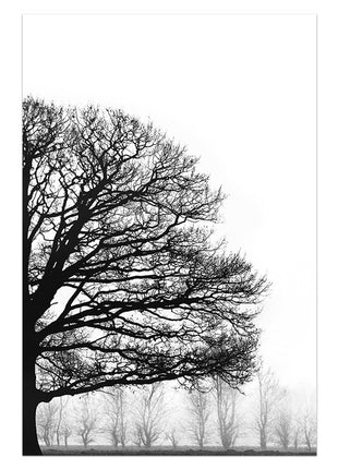 Black And White Trees - 70x100 cm