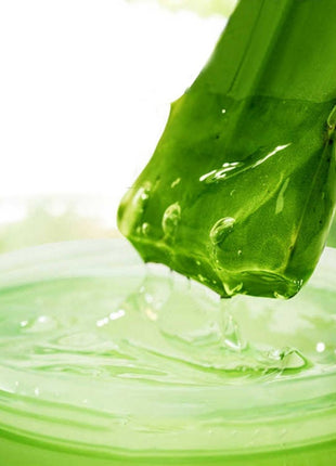 Close-up of aloe vera gel being applied to a jar with aloe vera leaf